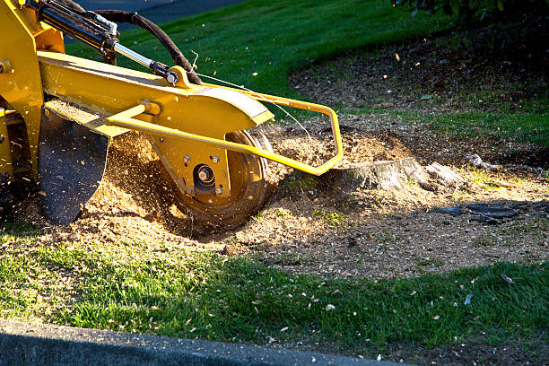 Best Lawn Pest Prevention  in Endicott, NY